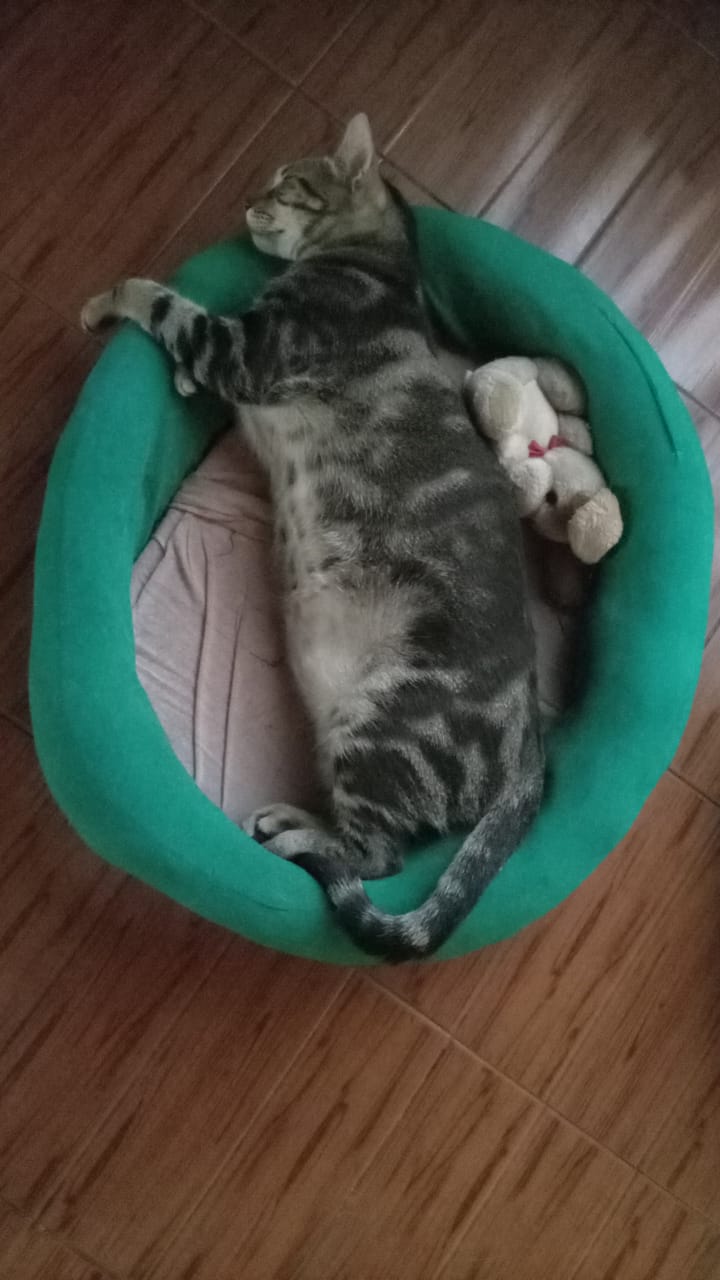 Cama Circular - Confort Mascotero