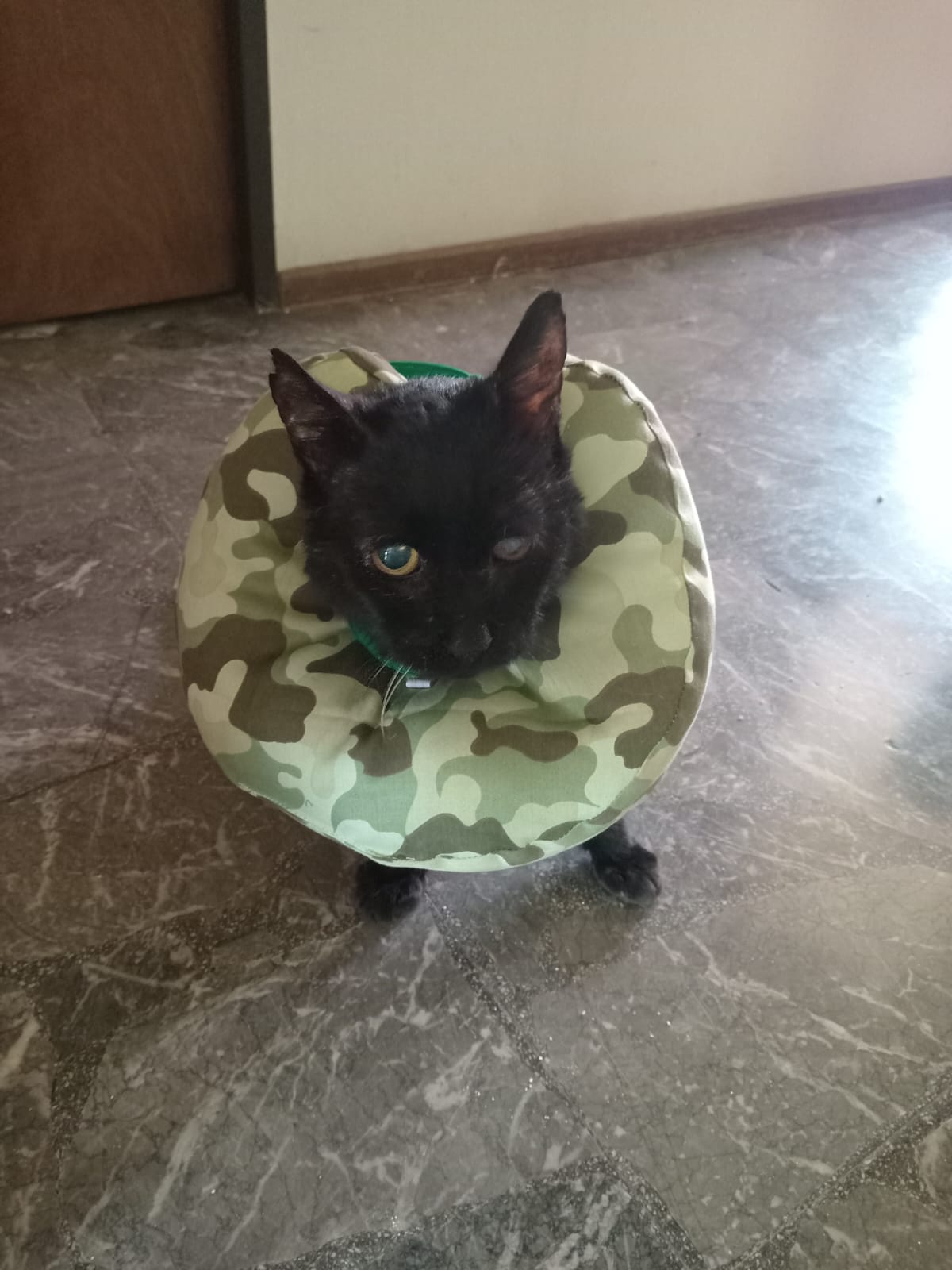 Collar Postoperatorio Pretel - color 3