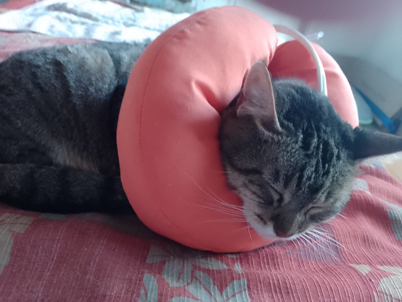 Collar postoperatorio Pretel rosa - vista detallada