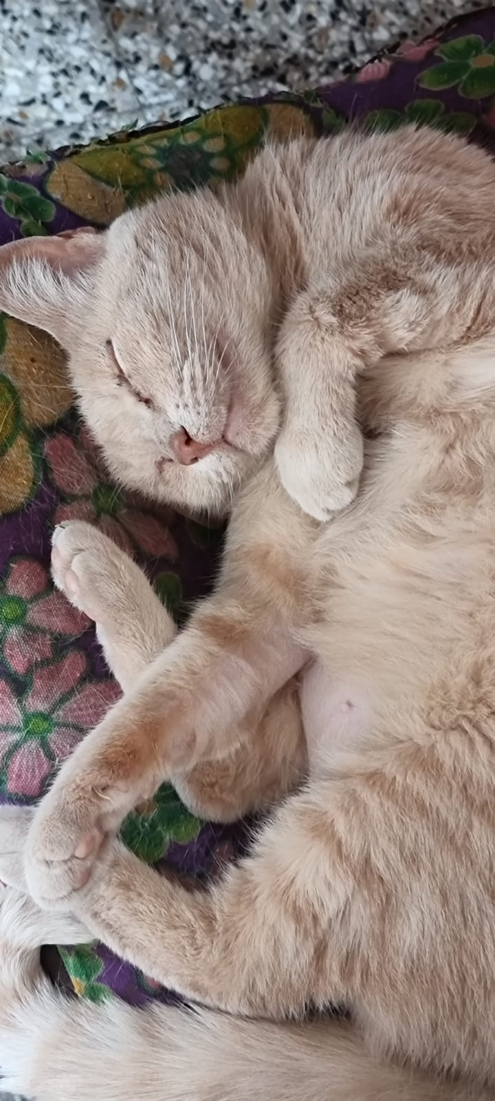 Rubia descansando cómodamente con el collar Pretel