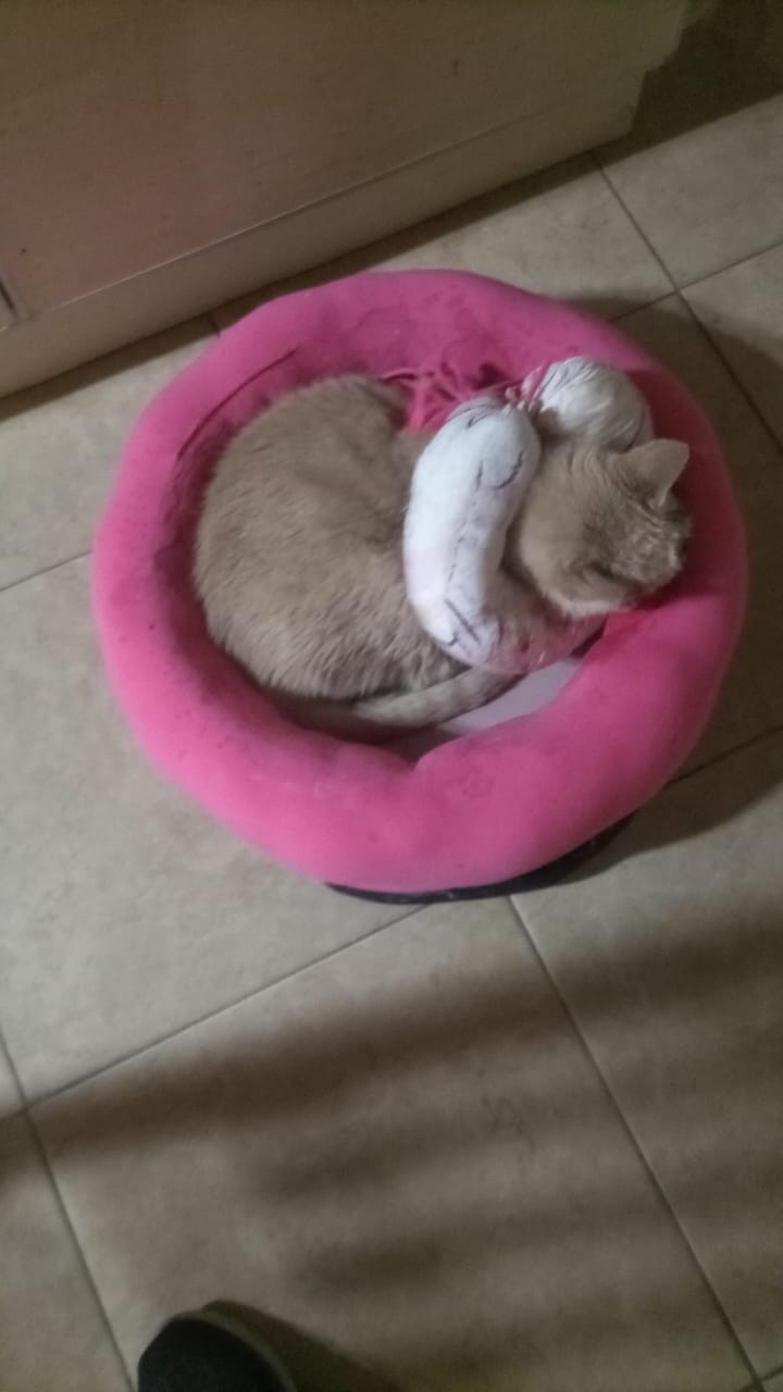 Rubia, la gata que inspiró Confort Mascotero, durante su tratamiento