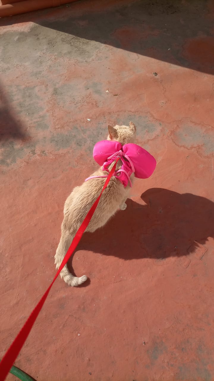 Mascota al aire libre con collar Pretel rosa